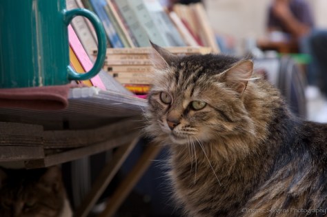 istanbul street cats 2