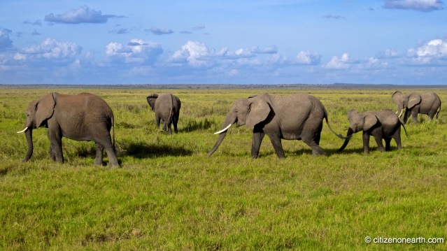 National Parks of Kenya Amboseli