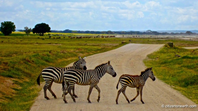 National Parks of Kenya Safari 