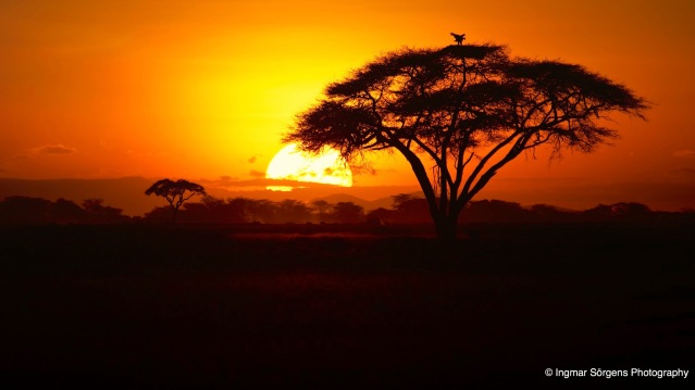 National Parks of Kenya Safari in Africa 