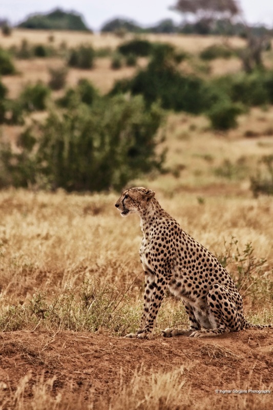 National Parks of Kenya Safari