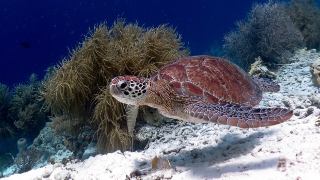 Klein Bonaire sea turtle woodwind 2