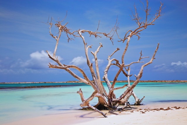 aruba baby beach dry fofoti tree
