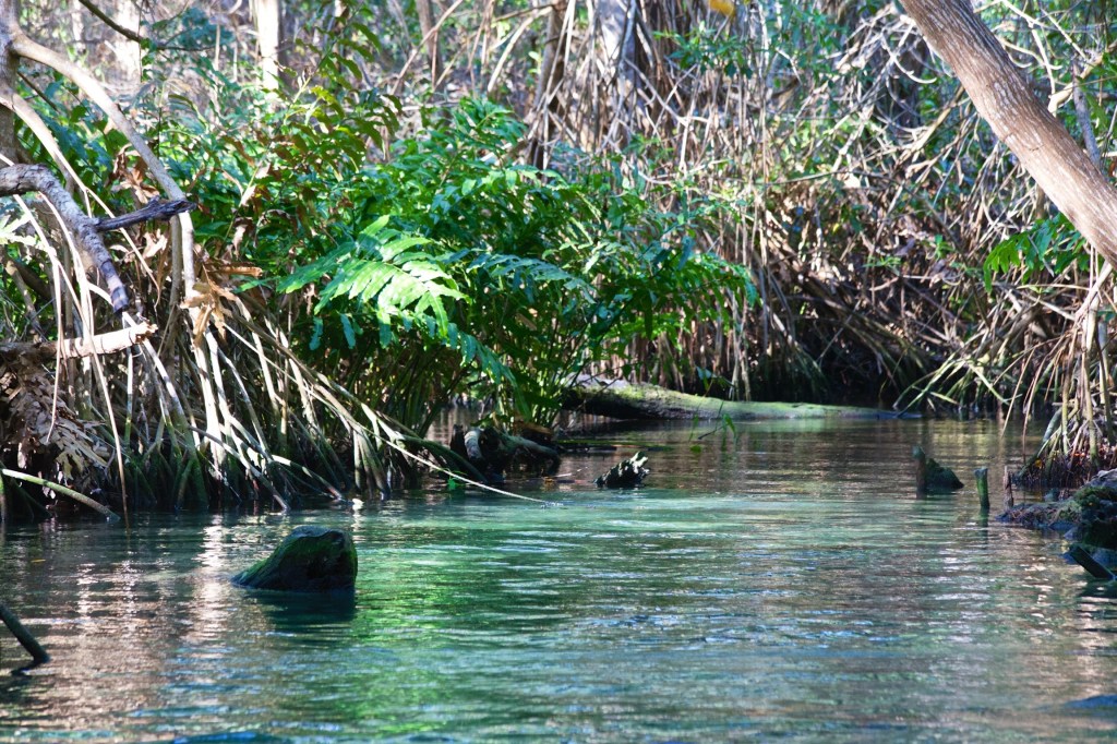 Wicked Mangroves in&nbsp;Mexico