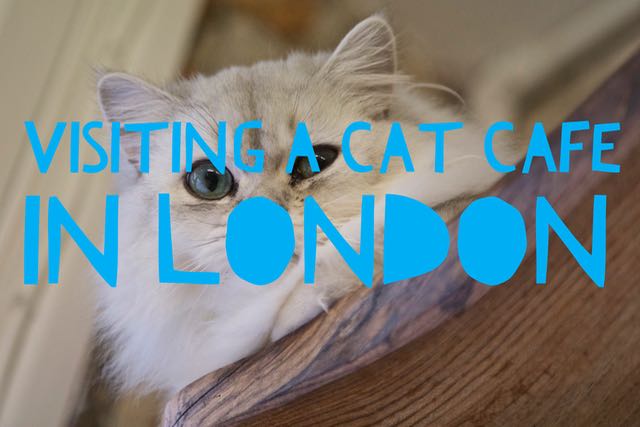 Visiting a Cat Café in&nbsp;London
