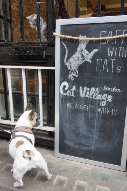 london cat cafe cat village