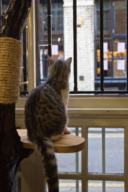 london cat cafe ground rules