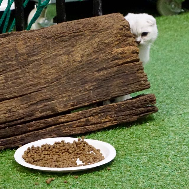 london why to visit a cat cafe