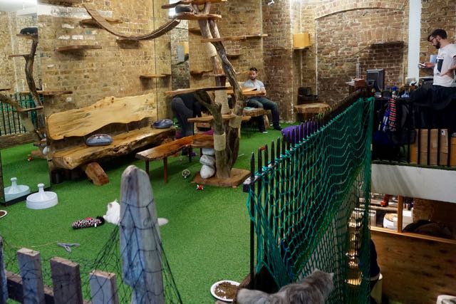 visit a cat cafe cat village in london