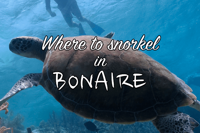 Where to snorkel in&nbsp;Bonaire?