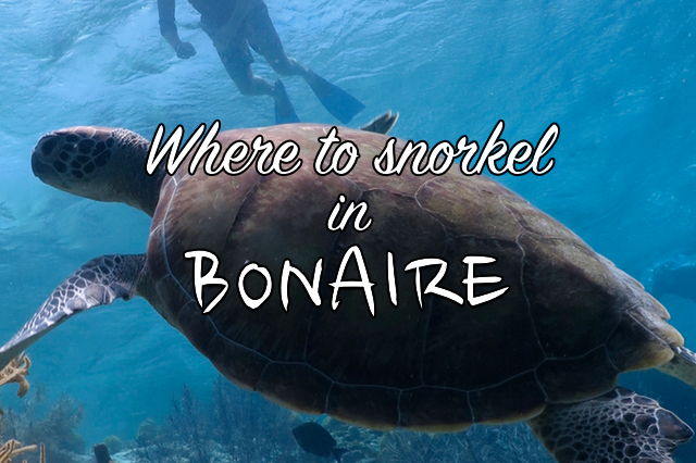 where to snorkel in bonaire