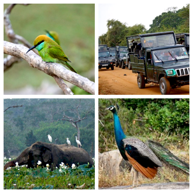 travel itiniery in Sri Lanka Yala National Park
