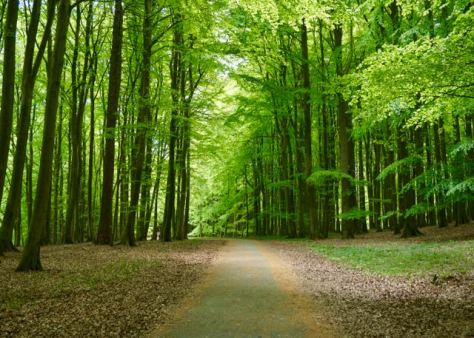 Things to do in Rügen Island in Baltic Sea in North East Germany - Walk to White Chalk Cliff