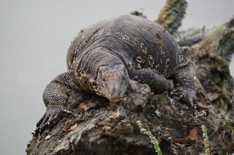 2 days in Kandy Central Province of Sri Lanka - Kandy Lake - Spot a water monitor