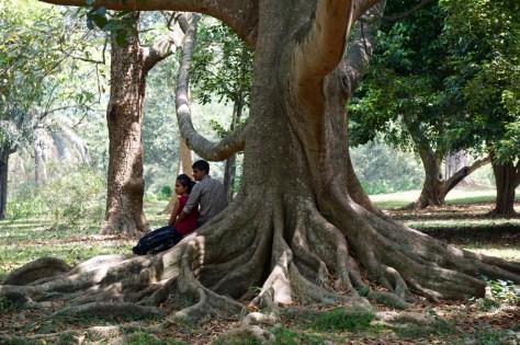 2 days in Kandy Central Province of Sri Lanka - Royal Botanical Garden - Huge trees with thick roots