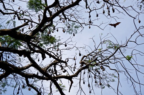 2 days in Kandy Central Province of Sri Lanka - Royal Botanical Garden - Observing the bats hanging in the trees