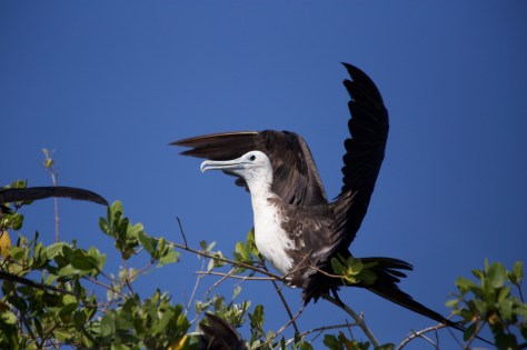 Things to do in 2 days in Merida - Yucatan Peninsula - Mexico - Boat tour in Celestun River for bird watching