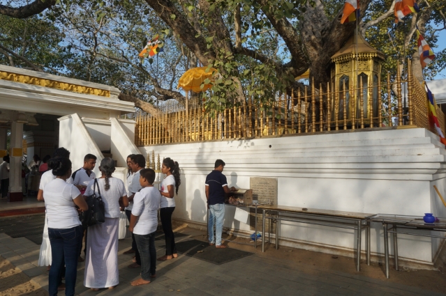 Visiting Ancient City of Anuradhapura in Sri Lanka - Sri Maha Bodhi Tree