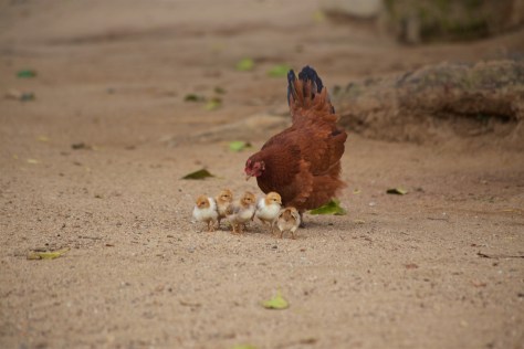 2 days in Ella - Sri Lanka - Wander around Ella
