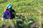 2 days in Nuwara Eliya - Hill Country of Sri Lanka - Hearth of Tea Production