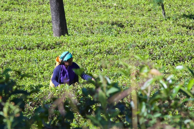 2 days in Nuwara Eliya Hill Country Sri Lanka Tea Pickers in Tea Plantations