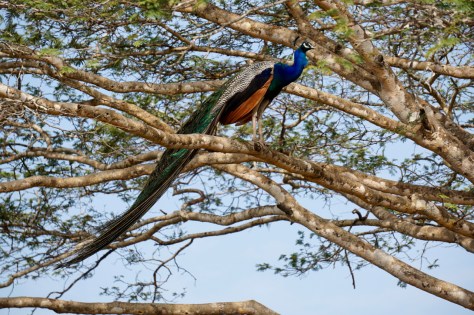 How high is the chance to see a Leopard in Yala National Park in Sri Lanka