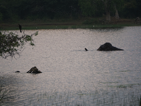 Yala National Park in Sri Lanka - Watching a bathing elephant