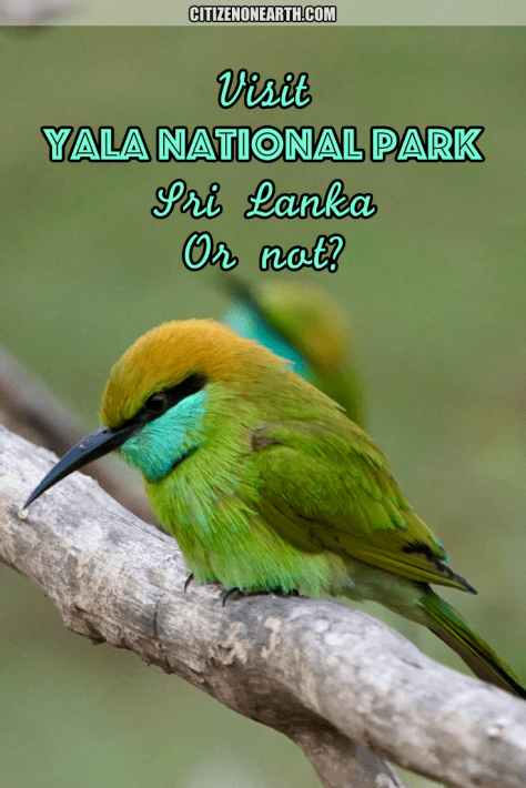 Should I Visit Yala National Park in Sri Lanka or not